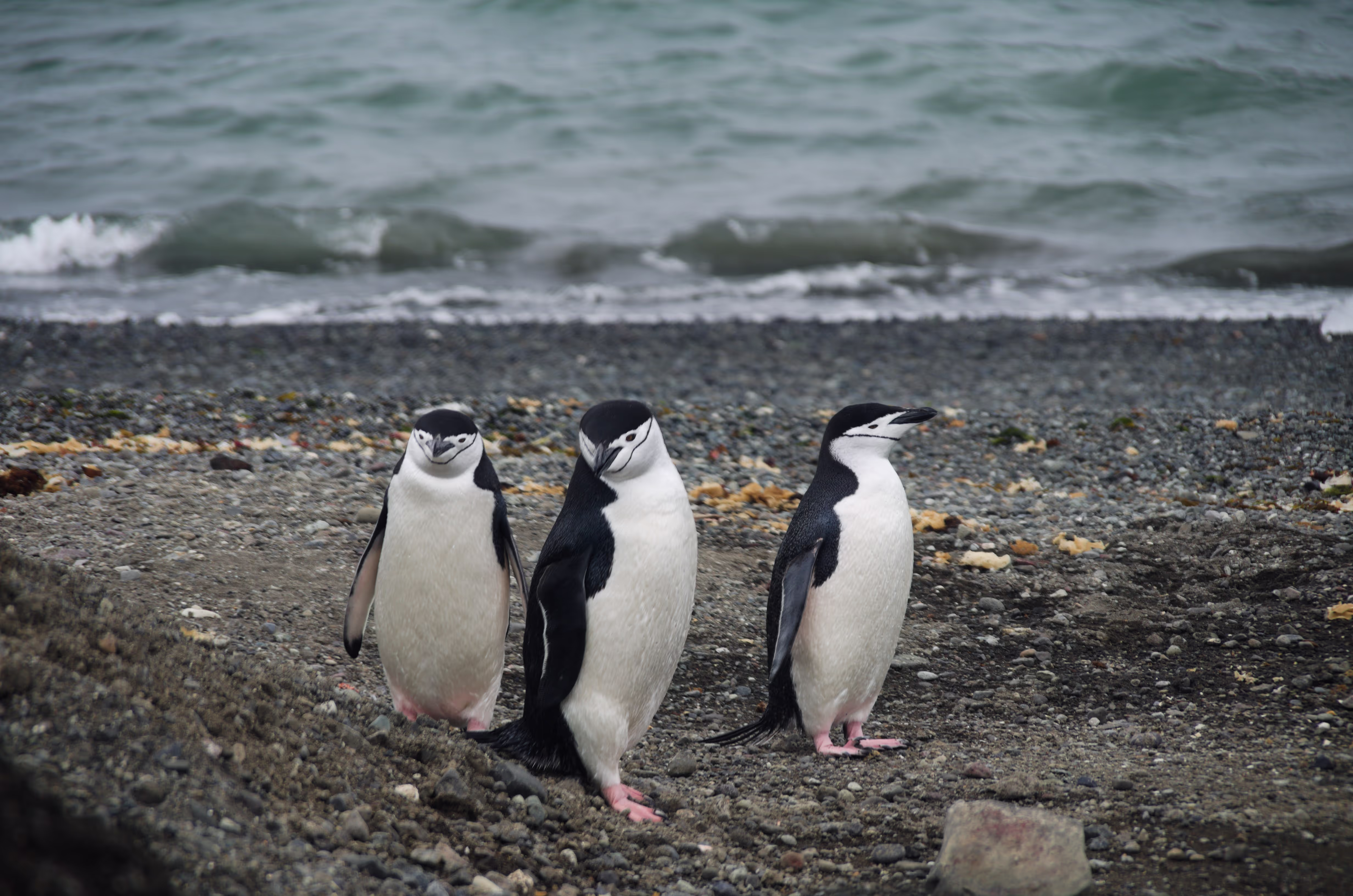 die Pinguingang