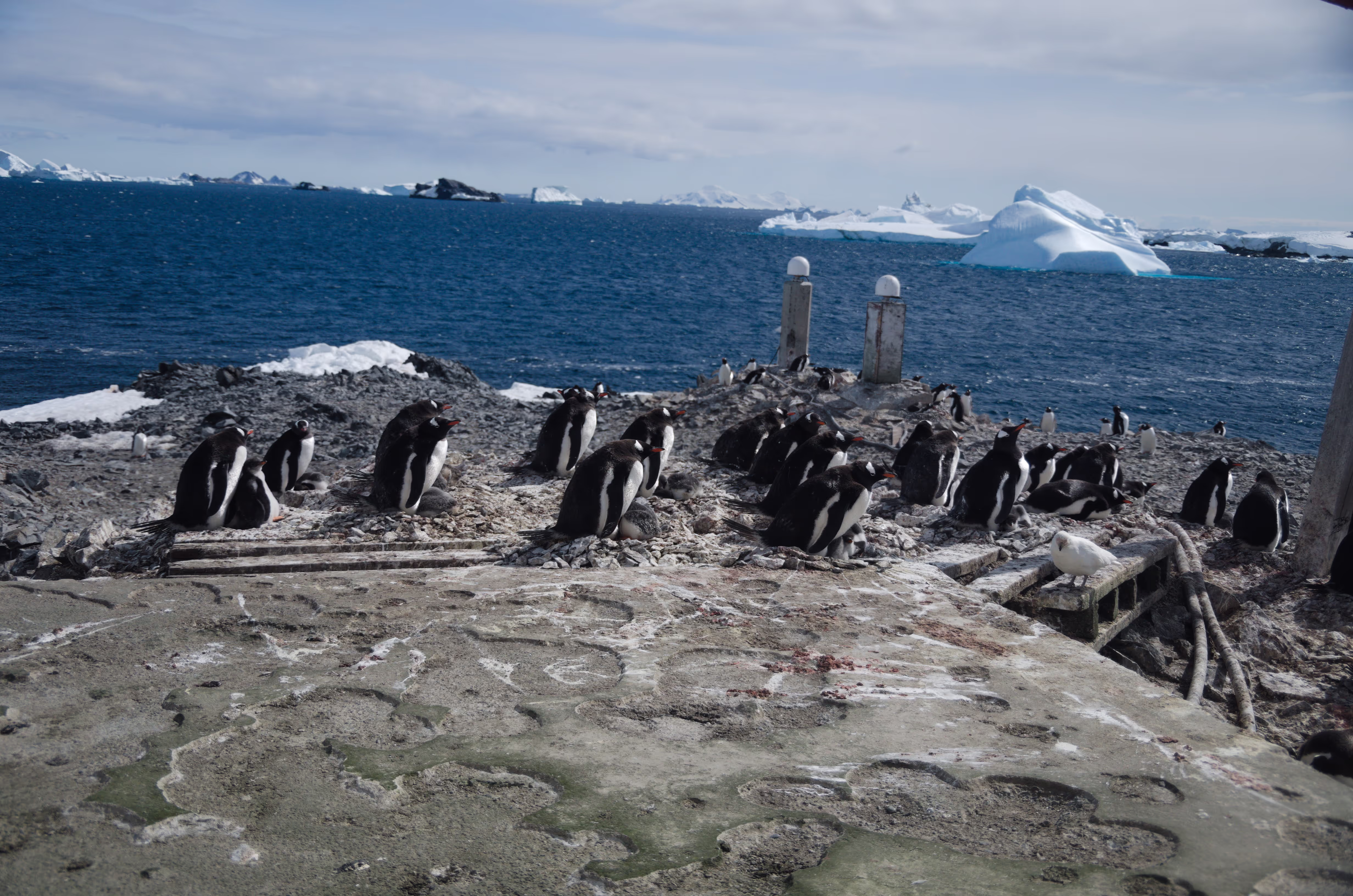 Pinguine schauen in die gleiche Richtung
