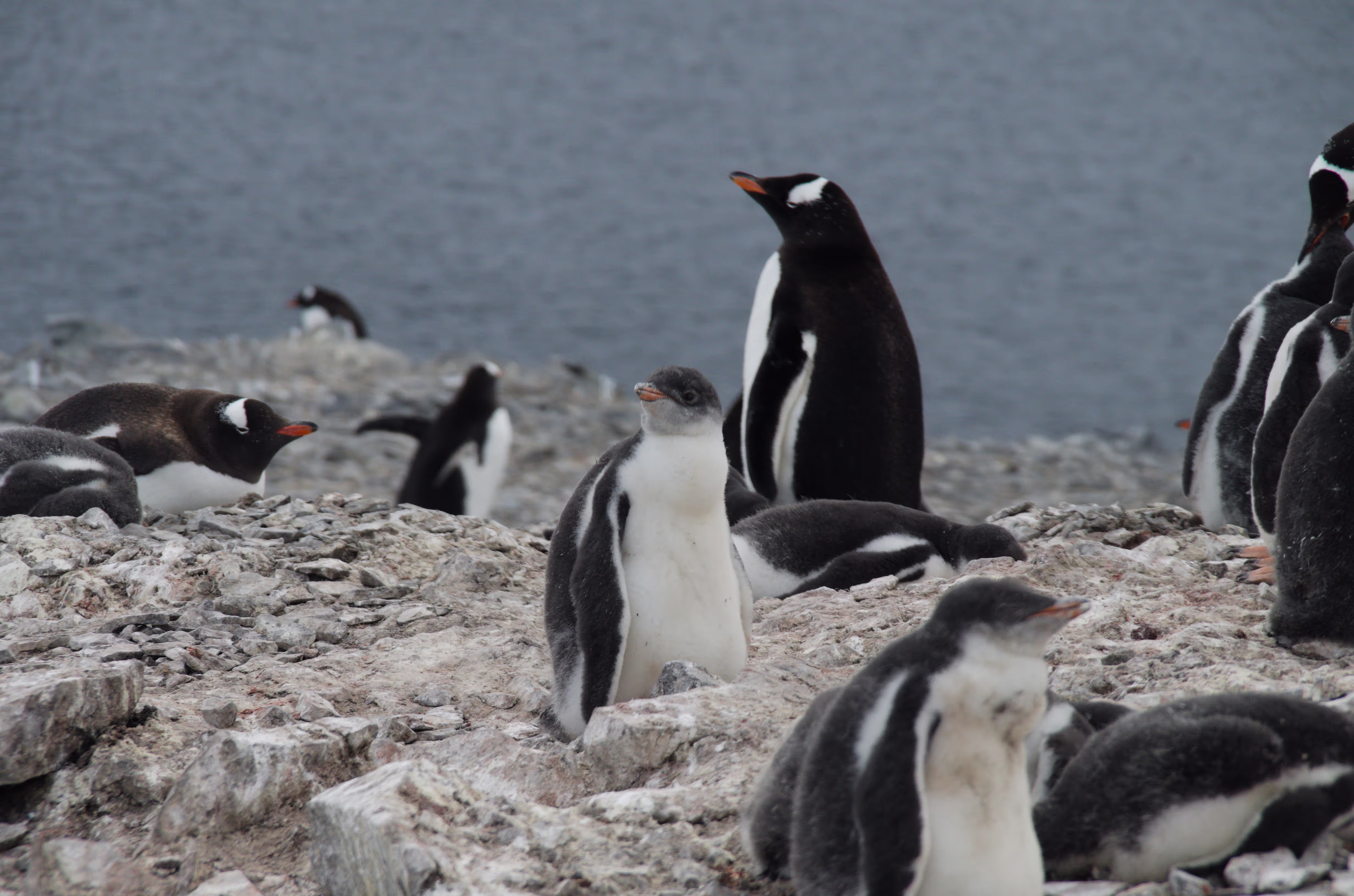 kleiner Pingu schaut in die Welt