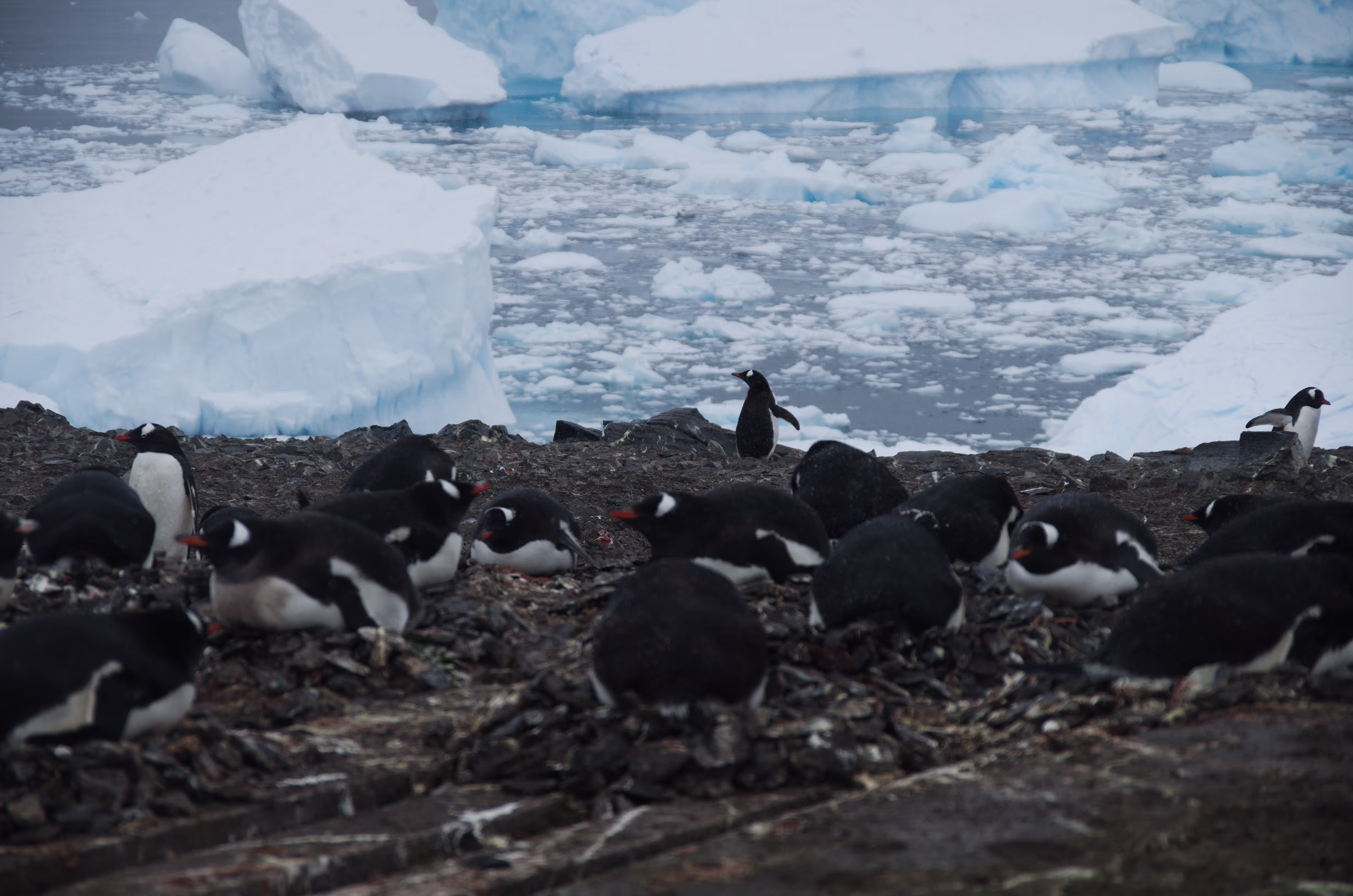 eine Gruppe Pingus beim Brüten